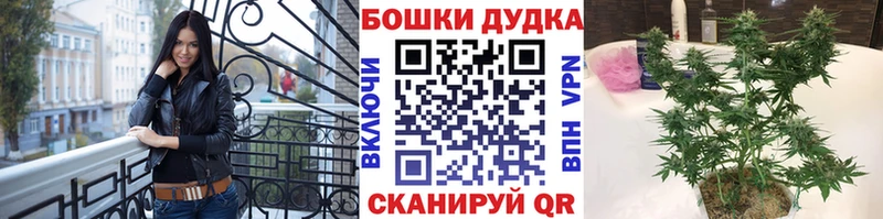Каннабис сатива Губкинский